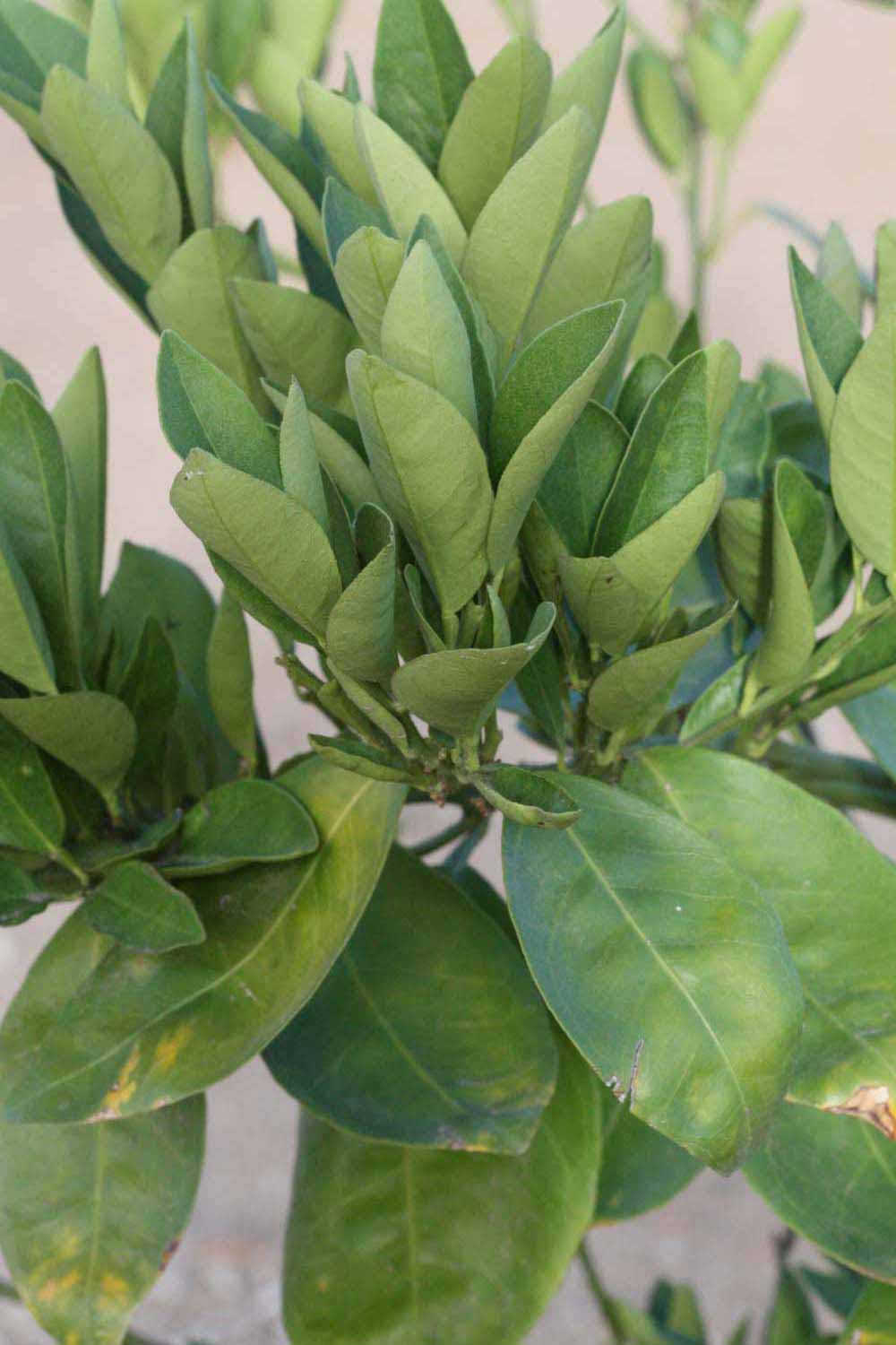              Sun leaves (Riverside, CA)       